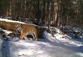 Amur Tiger in Bastak Zapovednik