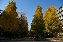 Trees are now turning golden-orange.