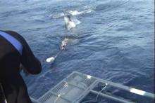 Video of shark swimming at the surface towards cage