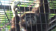 Video showing a lar gibbon monkey holding on to cage bars