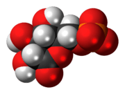 Space-filling model of the 6-phosphogluconolactone anion