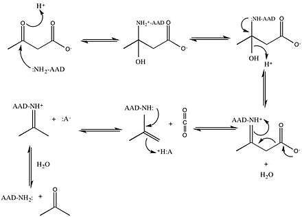 general mechanism showing production of acetone and carbon dioxide