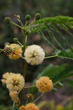 Albizia odoratissima19.jpg