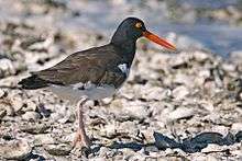 A large bird with a black head, bright red bill and brown body stands on a rocky coast