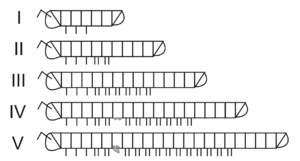 Growth stages