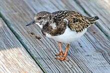 A brown bird with a white belly and orange feet stands on a dock