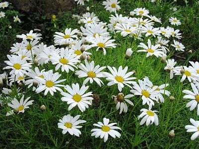 Argyranthemum frutescens subsp. canariae.JPG