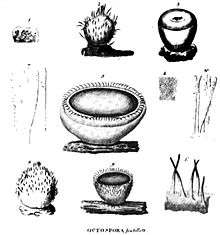 Ten numbered black and white sketches of various structures, including: cup-shaped objects, some with hairs, some with open tops and some closed; lines resembling thin filaments