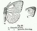 BH013 Catopsilia florella & pyranthe FW.jpg