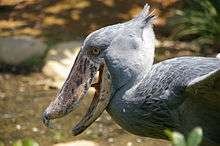 Head of a shoebill