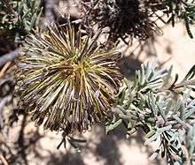 A round bloom of mixed purplish and greenish yellow flowers lies amid some short grey-green needle-like leaves