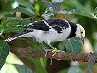 Black Collared Starling RWD4.jpg