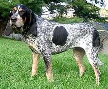 A medium-sized dog stands with his body side-on to the camera, his head turned towards it. The dog is primarily white with blue-colored ticking and patches. The ticking becomes tan on the dog's legs.