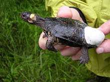 A bog turtle held in the hand of a man releasing it. Close up of the turtle's head as he or she looks to the left