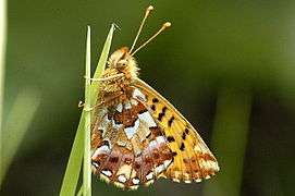 Boloria.aquilonaris.2.jpg