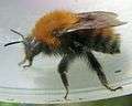 Bombus humilis.jpg