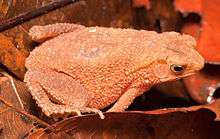 Four-ridged Toad