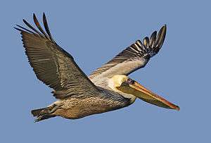 A brown bird with a huge orange bill flaps its wings upward as it flies to the right.