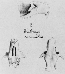 Partial skull of a russet rice rat