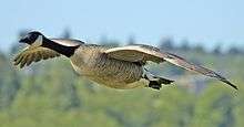 A large, gray bird with a black head flies low to the ground with spread wings.