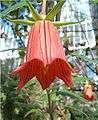 Canarina canariensis BotGardBln1105a.jpg