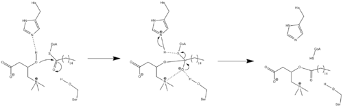 An arrow-pushing mechanism for the action of carnitine palmitoyltransferase.