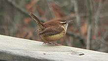 A cinnamon bird with a white eyestripe sits on a wooden beam, its tail raised up