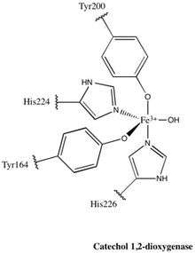 Structure of Catechol 1,2-dioxygenase active site.