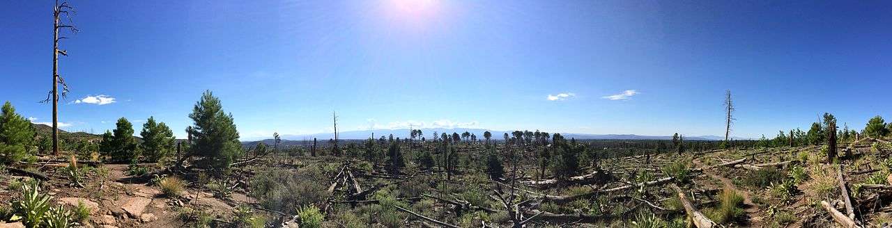 The lasting effects of the Cerro Grande wildfire on the Quemazon Trail west of Los Alamos as seen in July 2014. The ground is littered with burnt logs. Burnt, limbless tree trunks fill the landscape, but pine trees and other vegetation have begun to sparsely populate this once baren burn area.