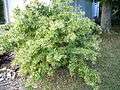 Cestrum nocturnum on bush.jpg