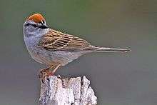 A brown-backed bird with a gray belly and red crown twists its head to look right