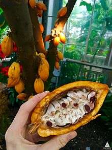  Theobroma cacao