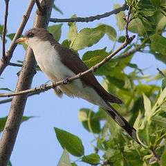 A bird with a long tail, brown back and white belly is perched in a tree