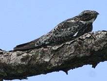 A dark brown bird blends in with a tree branch against a blue sky