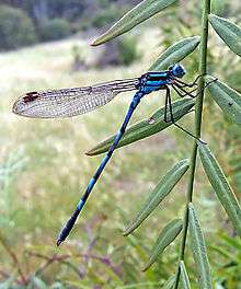 Common blue damselfly02.jpg