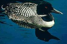 A black and white bird with a red eye sits upon a lake.