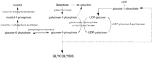 Pathways of galactose metabolism