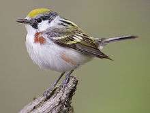 A warbler with a yellow crown and red dots on its side perches on a post