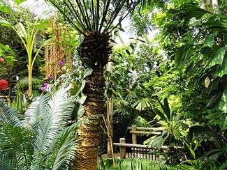 A view inside the Denver Botanic Garden's covered tropical greenhouse.