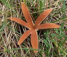 A star-shaped mushroom with six rays growing on the ground, surrounded by grass. The interior surface of the mushroom is colored butterscotch-brown.