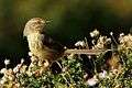 Drakensberg Prinia 2013 06 14.jpg