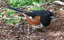 A large bird with a black back, red sides and white belly stands on the ground