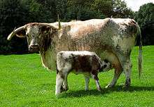 English Longhorn cow and calf