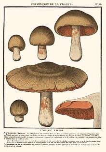 an old line drawing of the various parts of a mushroom fruit body