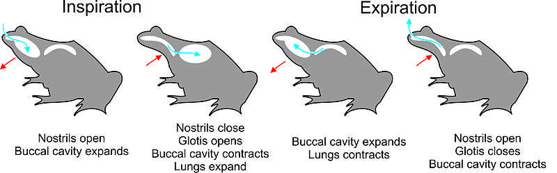 The stages of four-stroke buccal pumping