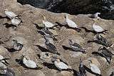 Gannets at Muriwai; adults and one young bird