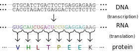 Central dogma depicting transcription from DNA code to RNA code to the proteins in the second step covering the production of protein.