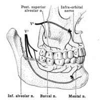 Nerves of the jaw