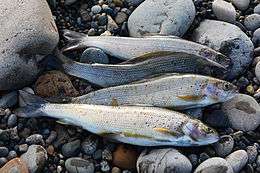 Arctic Grayling