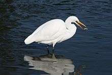 A white egret in the water faces right, with its beak open and a fish in the air